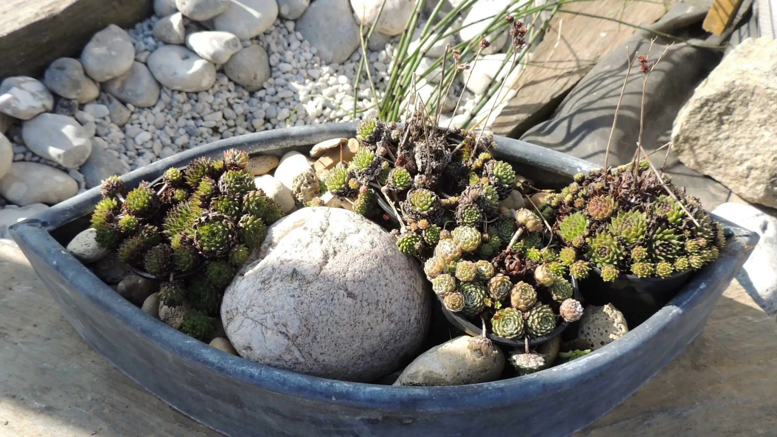 Cache pot en zinc patiné en forme d'oeil, modèle déposé de De zinc et d'eau